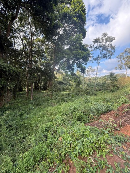 Lote de terreno, Aldea de San Antonio, Santa Cruz de Yojoa, Cortés.