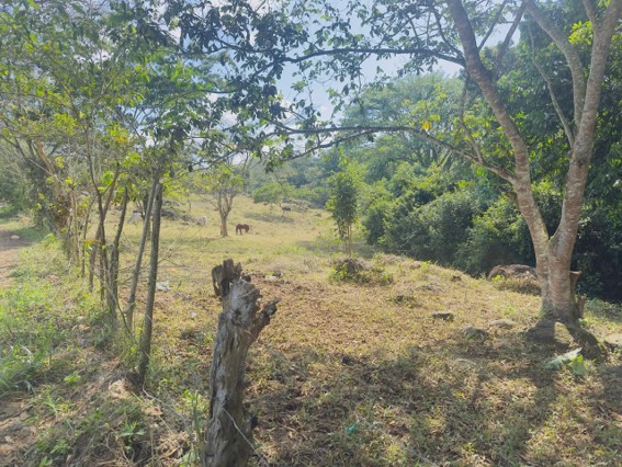 Lote de terreno en la Aldea San José de Balincito, sítio El Ciénego, Santa Cruz De Yojoa, Cortés. 