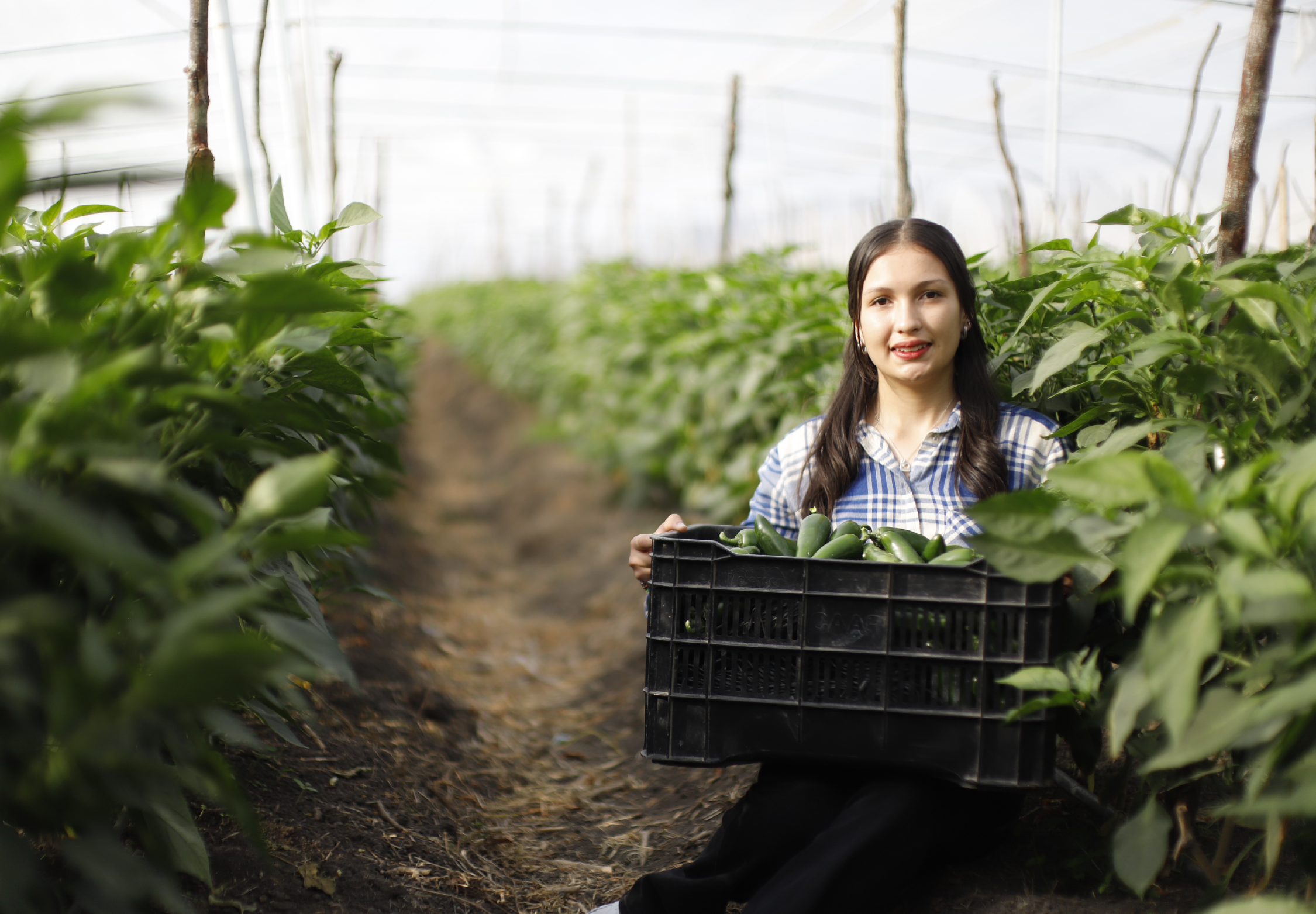 Crédito Agro